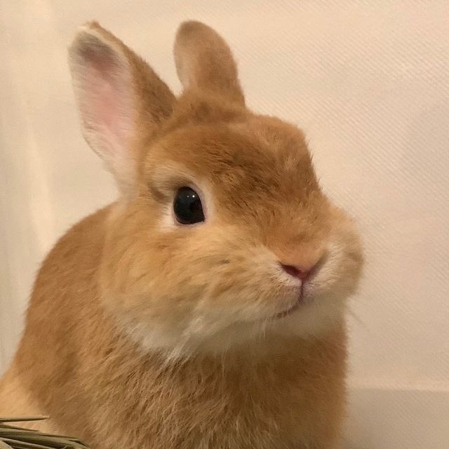 uslvrs's tweet photo. 🧁🐰~~~ https://t.co/ZZ5uSFG5f1