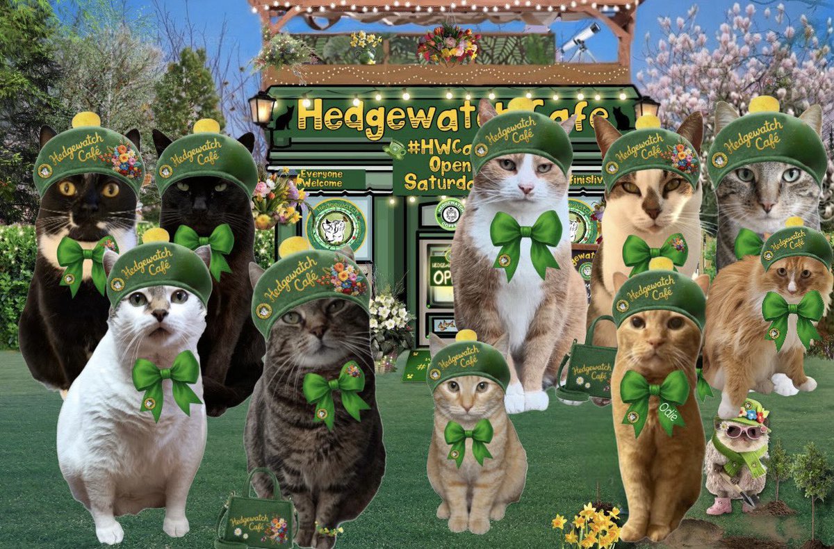 gingerthecat🇺🇦🇬🇧 tweet media