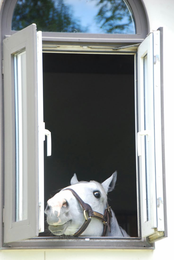 BGT/BB CN0mi tweet media