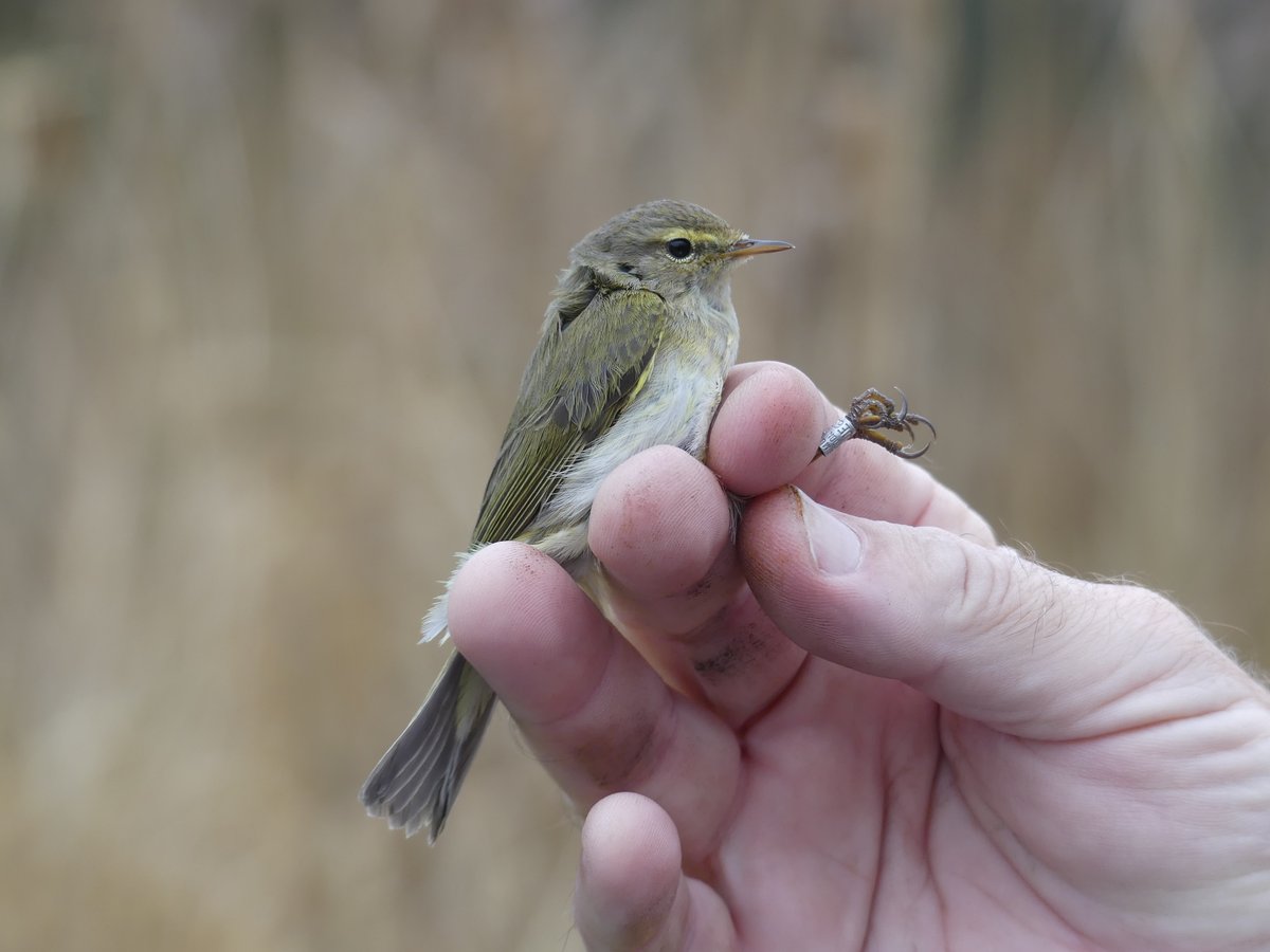 Iceni Bird Monitoring Group tweet media