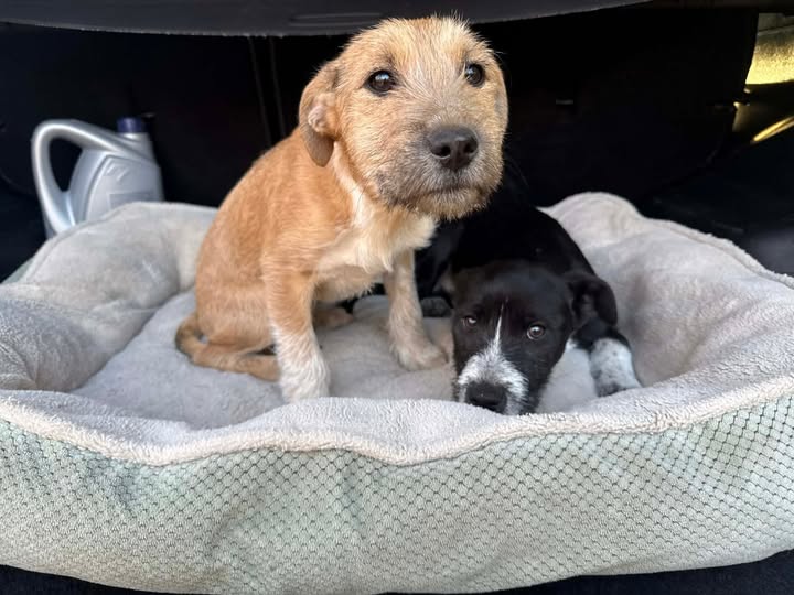 Robwalka Wolf tweet media