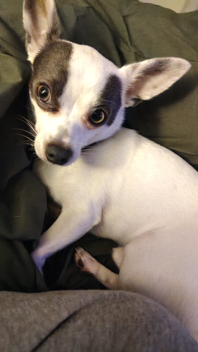 Magnolia tweet media