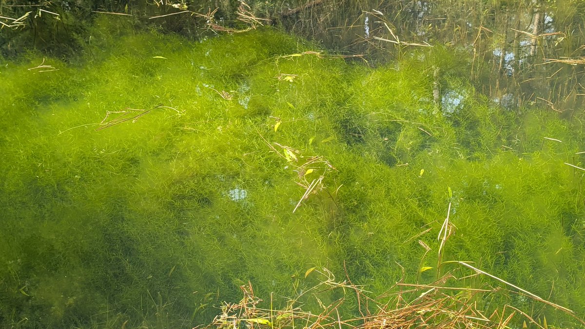 (польська) Баба Срака 🏴 tweet media