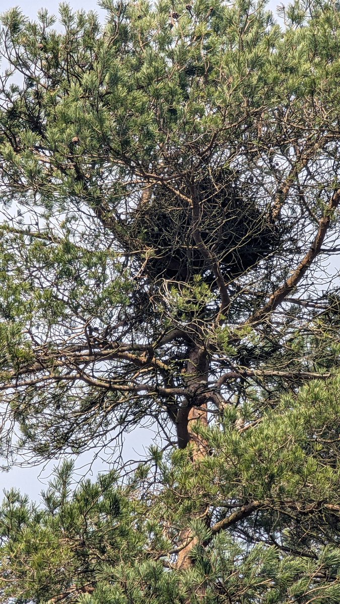 (польська) Баба Срака 🏴 tweet media