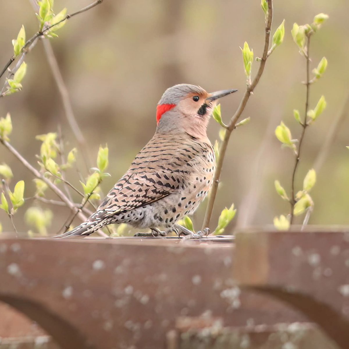 birdhouse_love's tweet photo. The drumming has begun!
#yellowshaftednorthernflickers #flickers #flicker #northernflickers #birddrumming https://t.co/FwbRo3M2rX