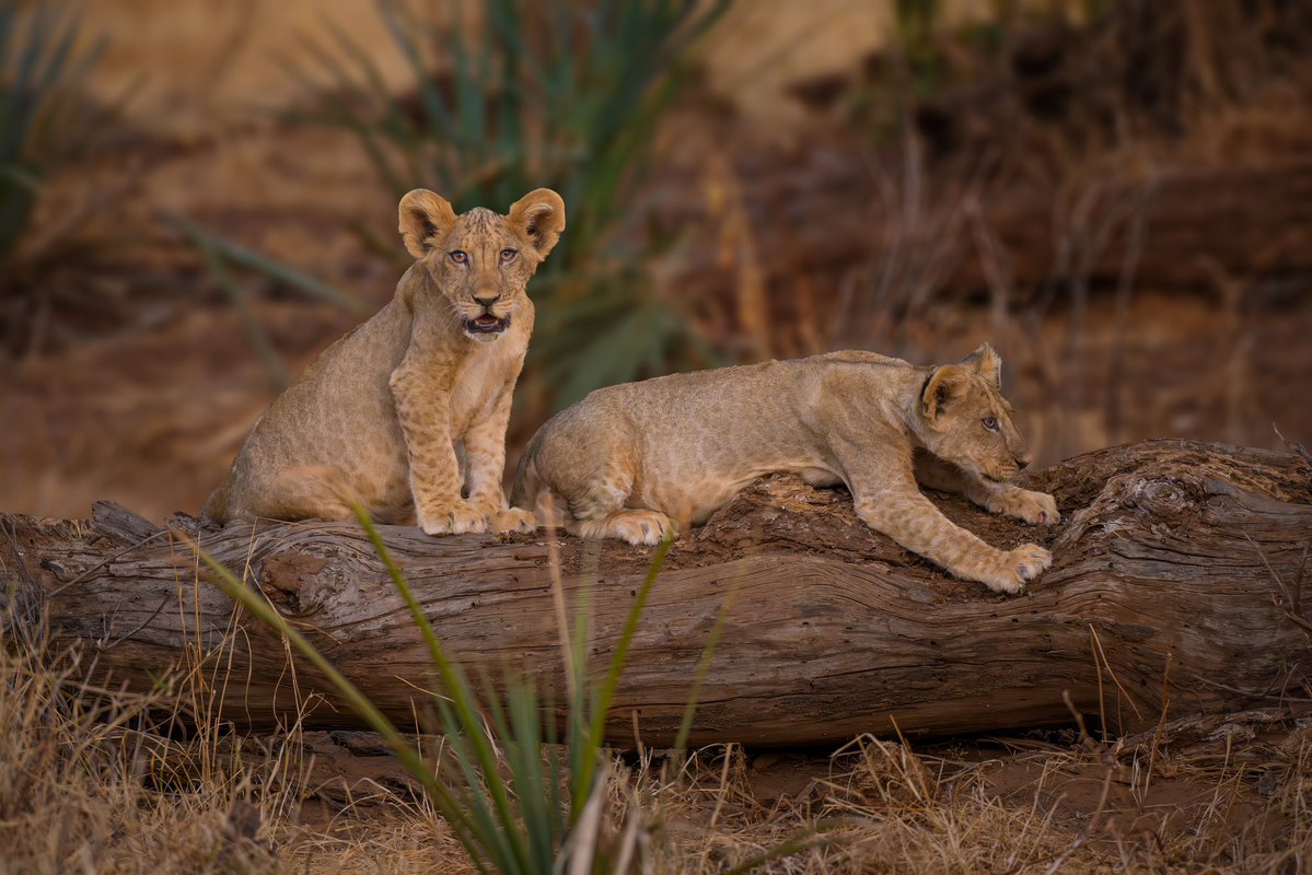 Ashish Kacholia tweet media