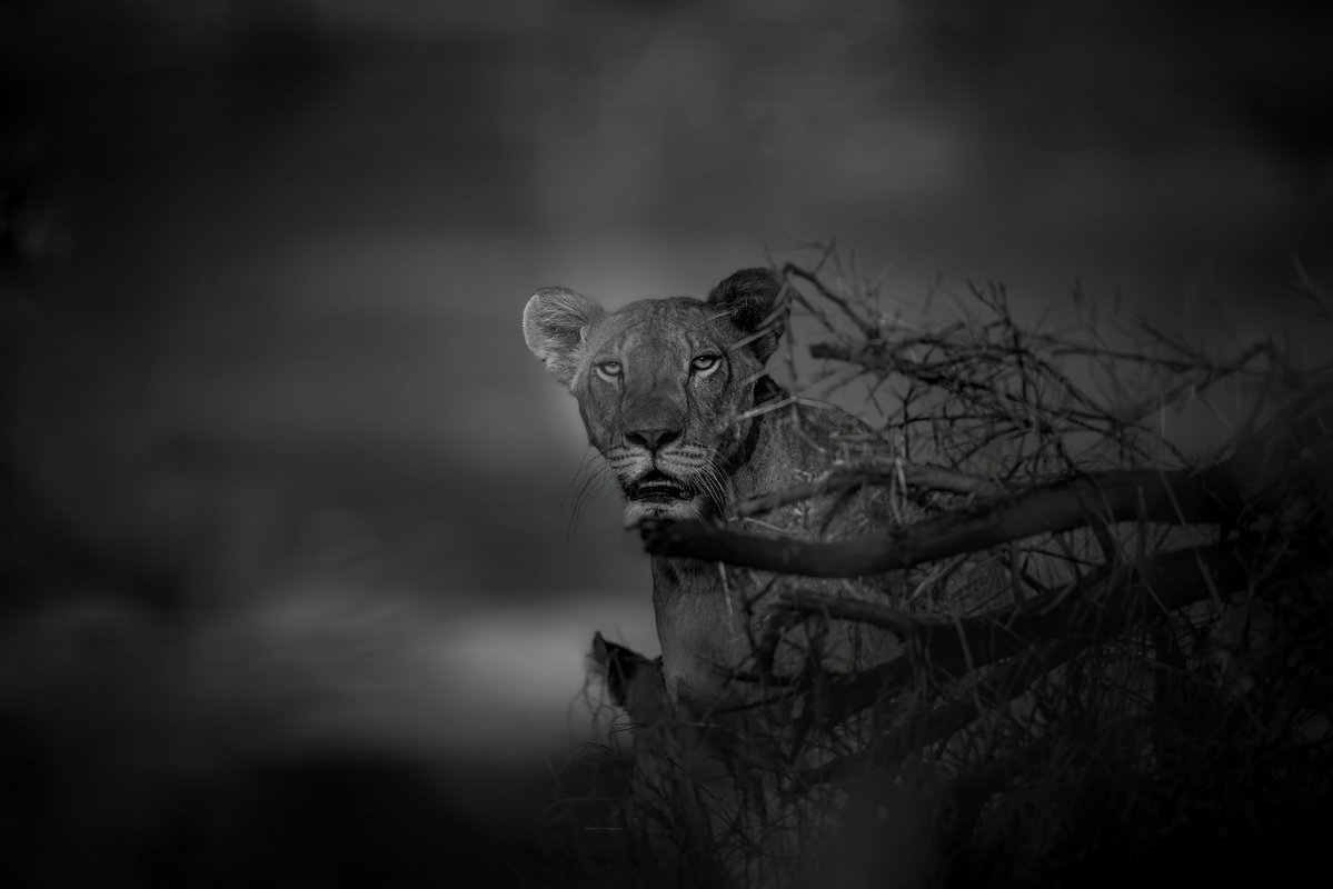 Ashish Kacholia tweet media