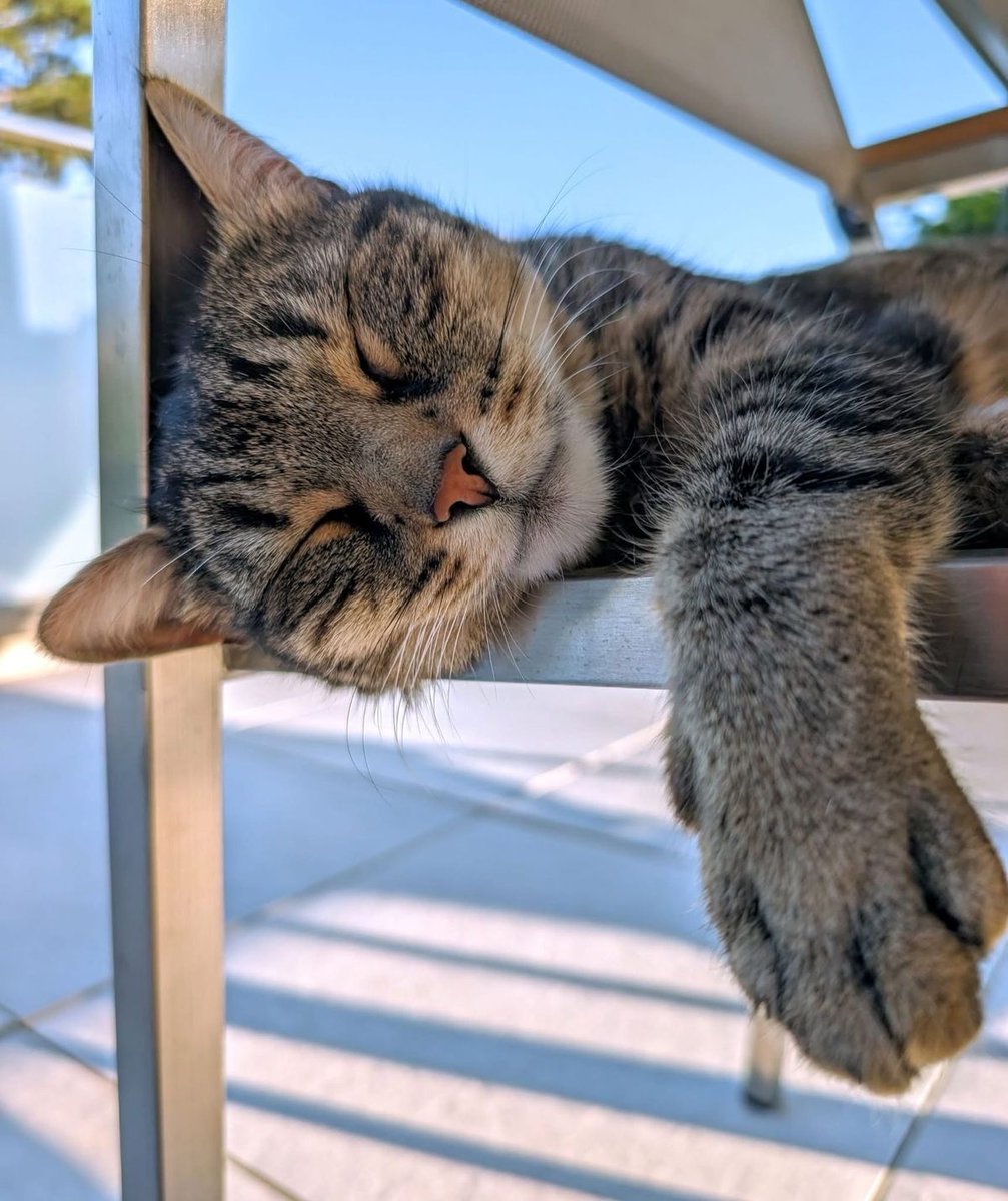 OnlyCats tweet media