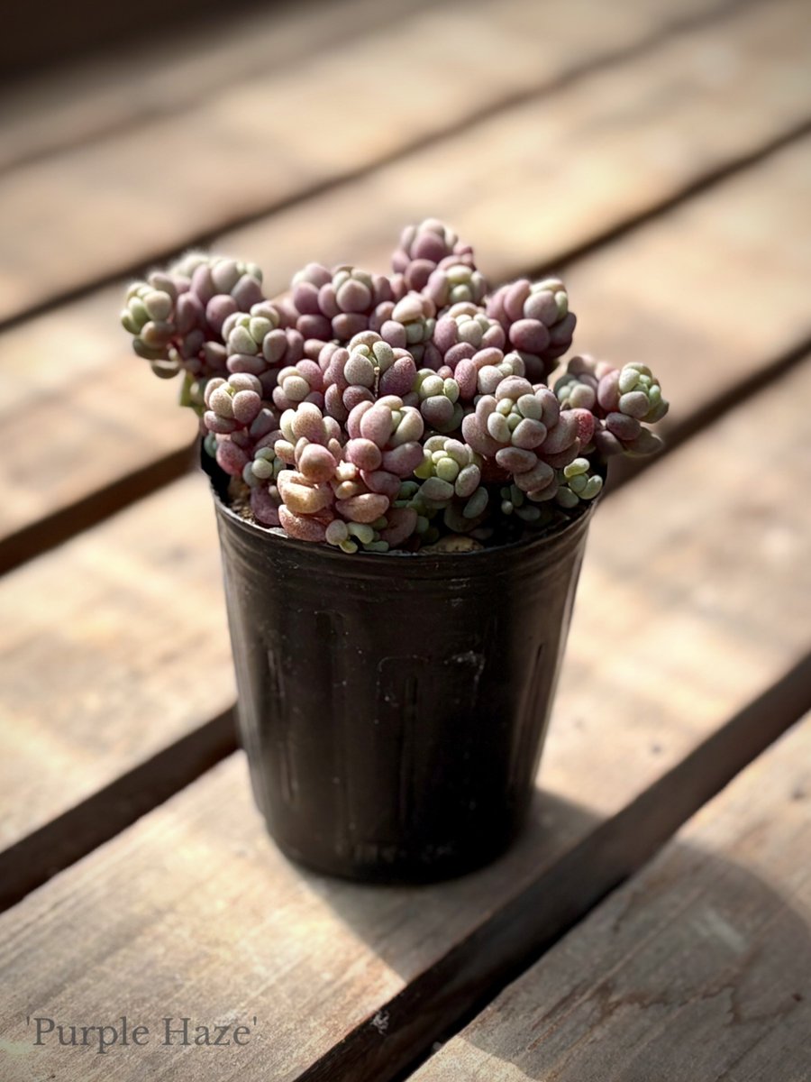 Damaster & Carabus tweet media