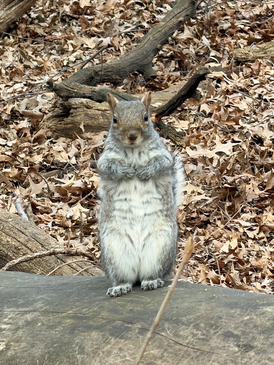 Fuzzy Squirrels tweet media