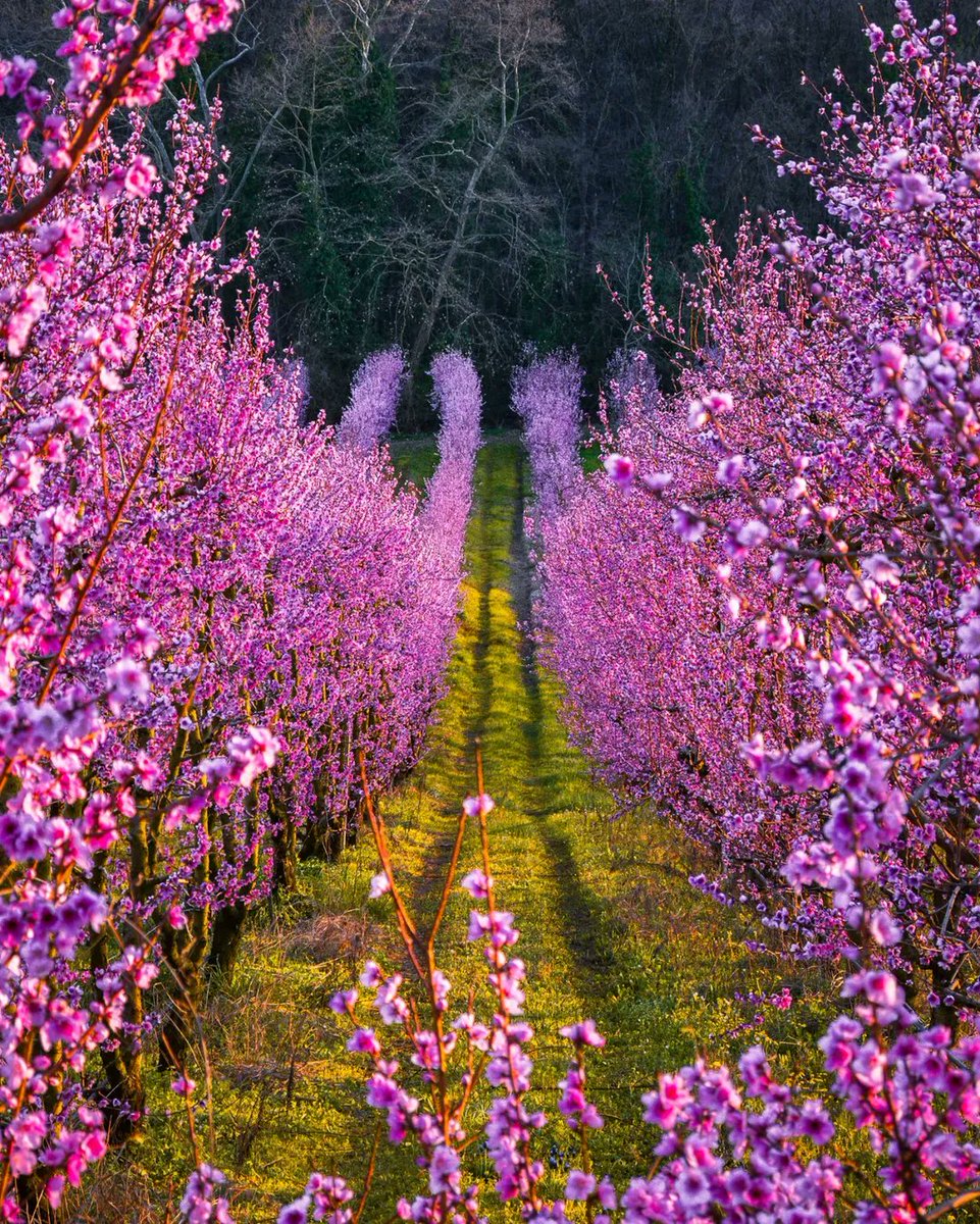 ursa minor 🇬🇷 tweet media