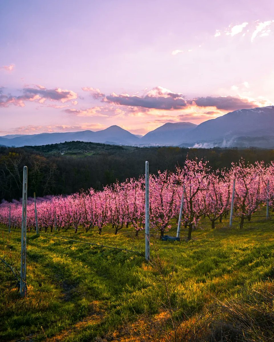 ursa minor 🇬🇷 tweet media