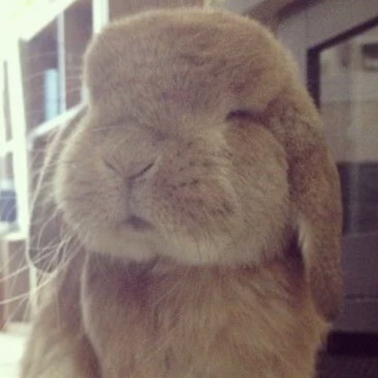 bea 🐾 tweet media