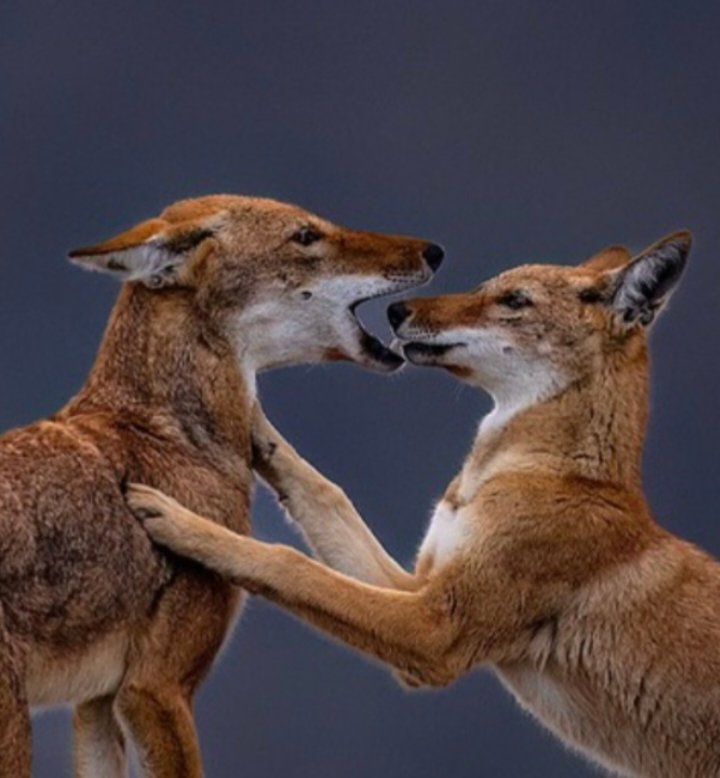 Abdi Samune tweet media