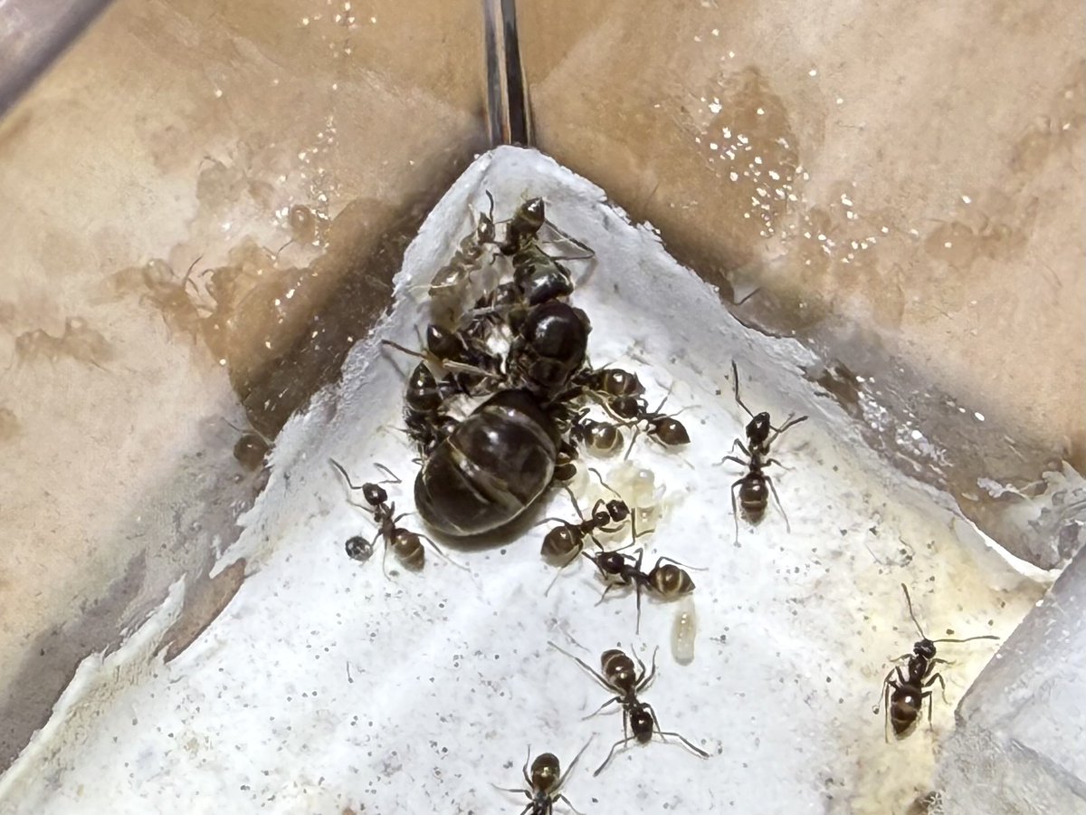 ありプロ （Arinko Project） tweet media