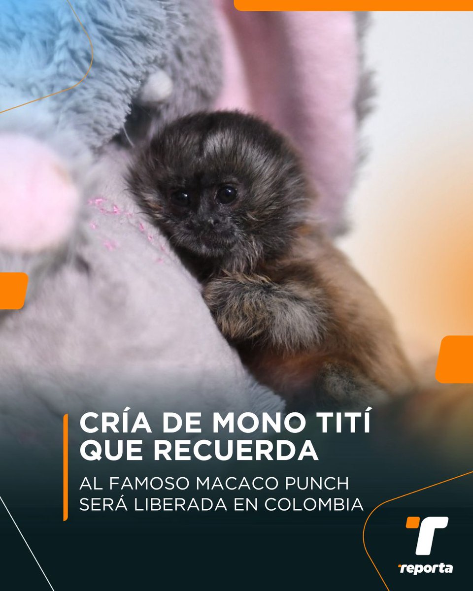 Telemetro Reporta tweet media