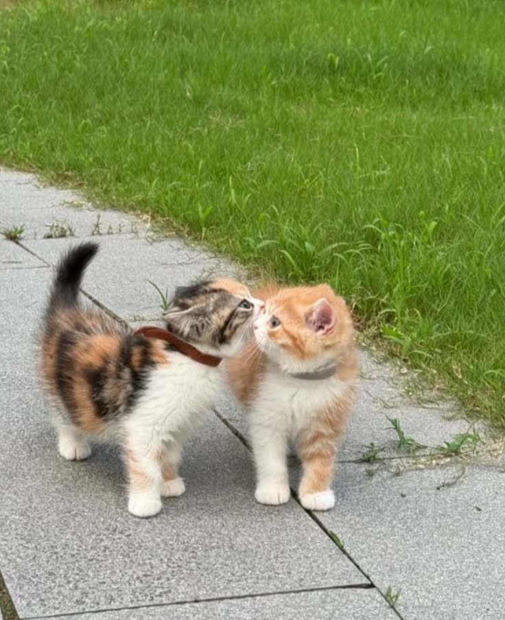 Cats all the way tweet media