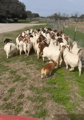 كاظم tweet media