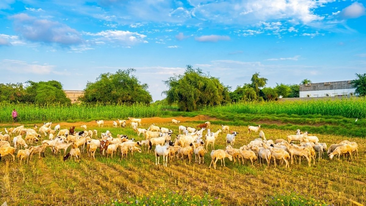 إبراهيم جبران tweet media