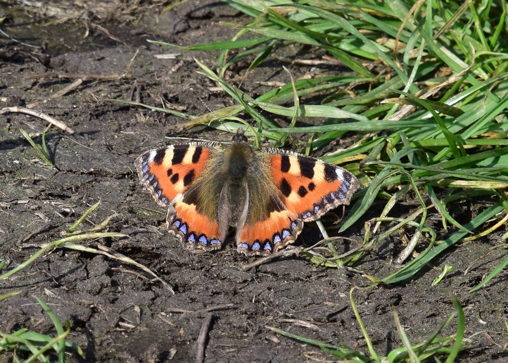 Neil Freeman tweet media