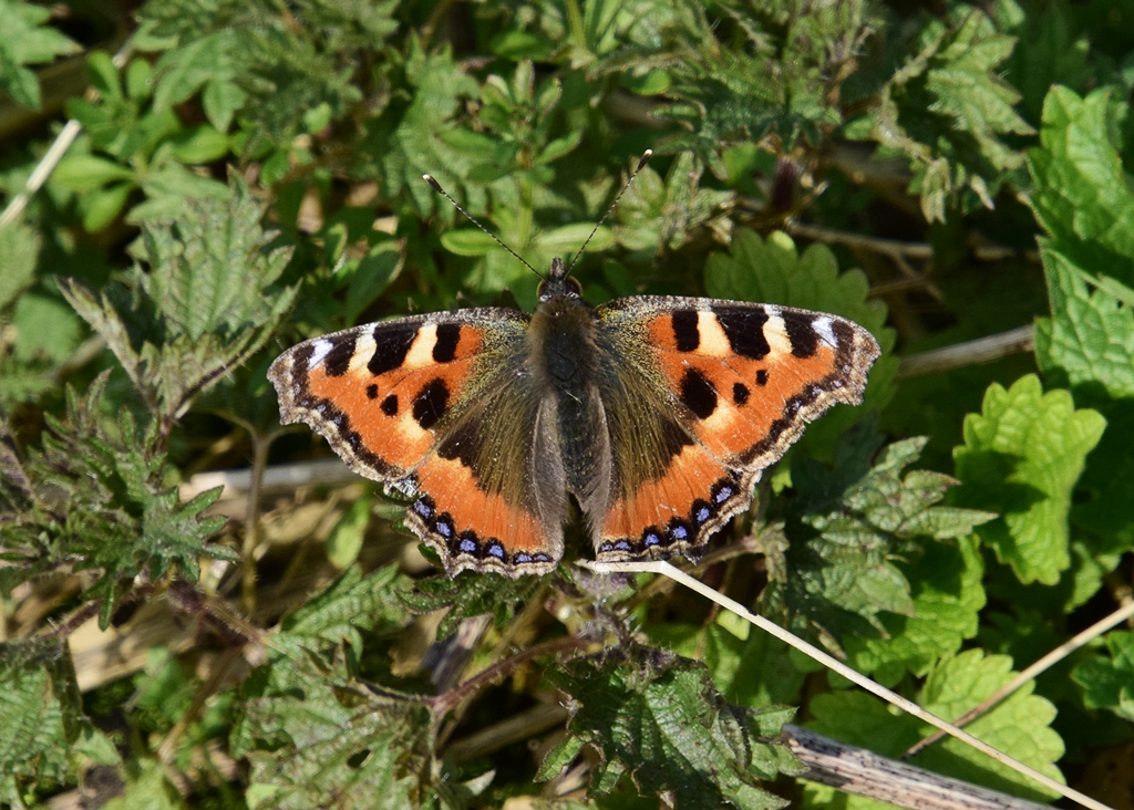 Neil Freeman tweet media