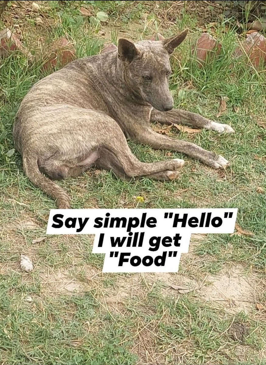 Alice 👑 tweet media