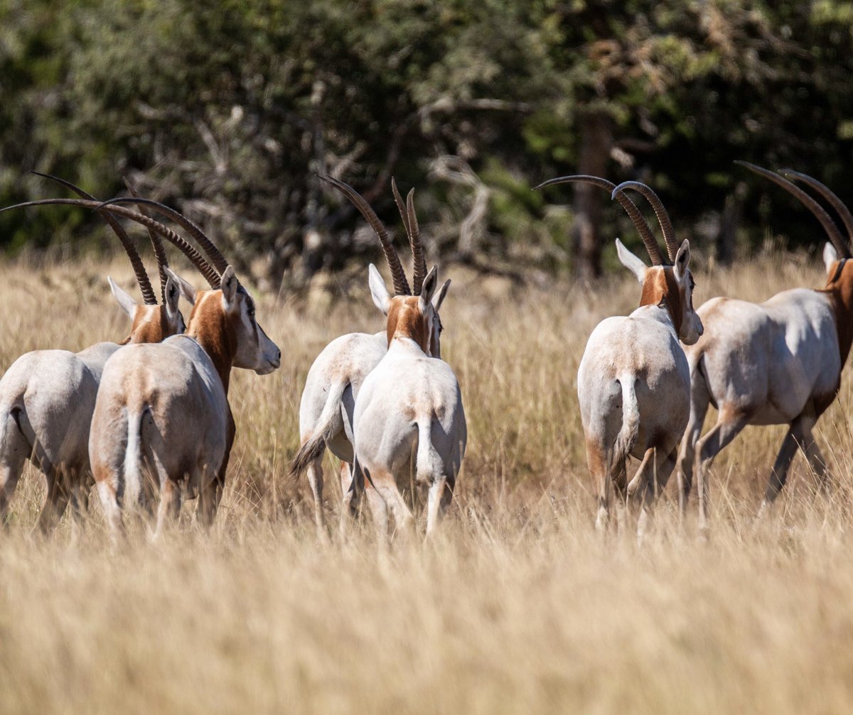 Dan Cabela tweet media