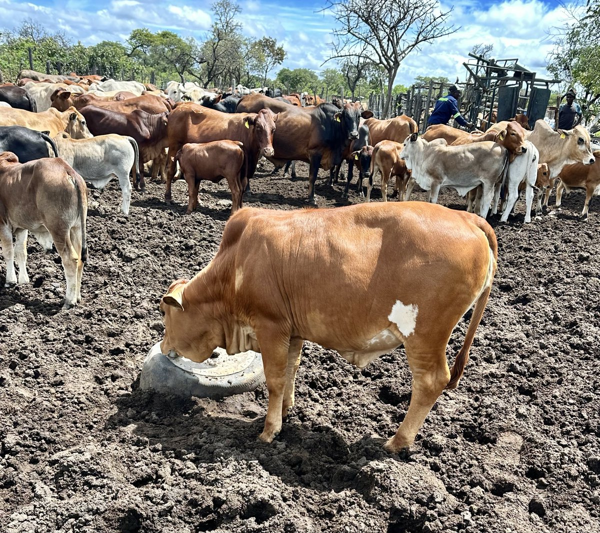 Klipranch tweet media