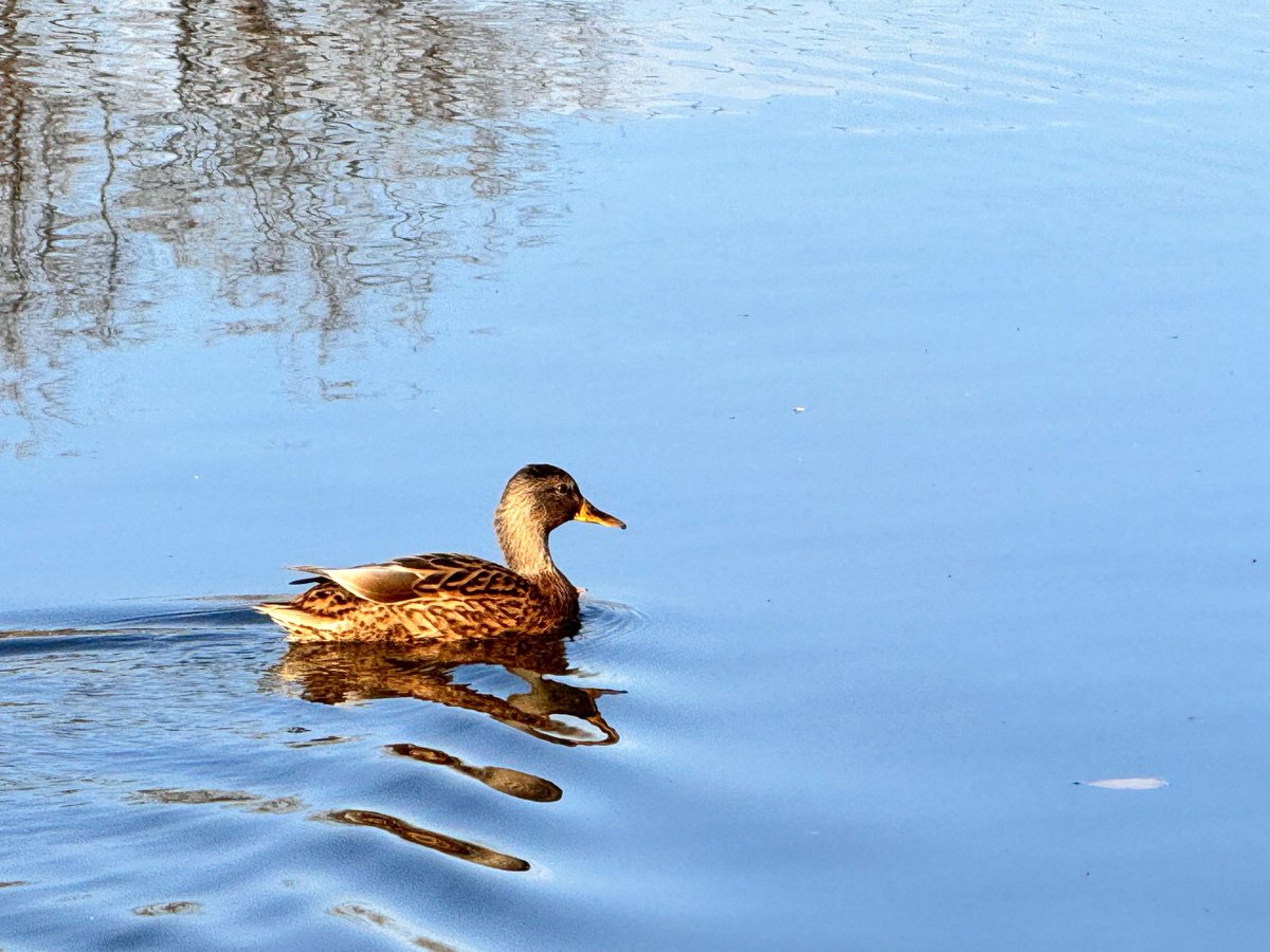 KivenMuatambara tweet media