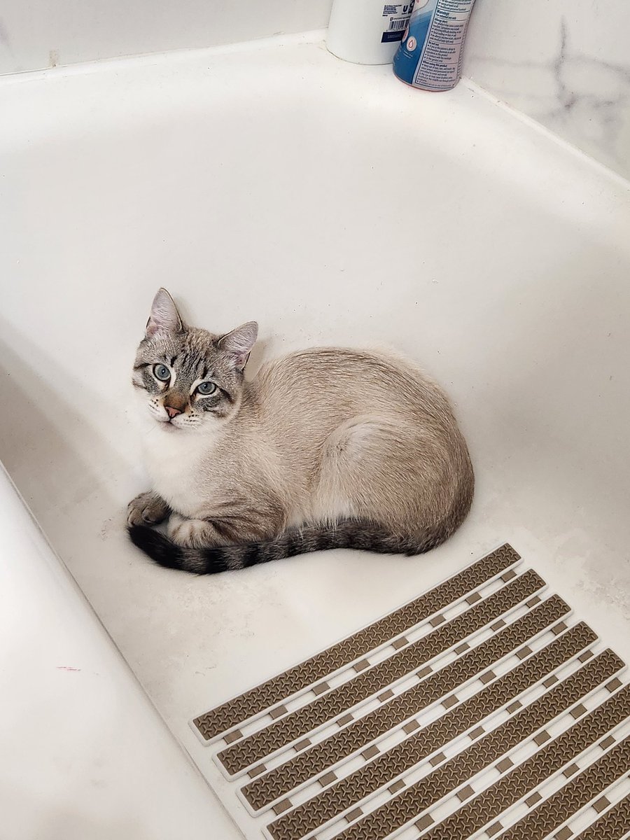 lentil & bowser 🩶 walter & bonkers 🌈 tweet media