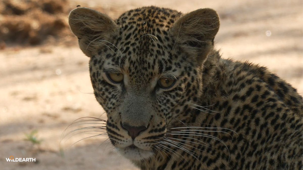 WildEarth tweet media