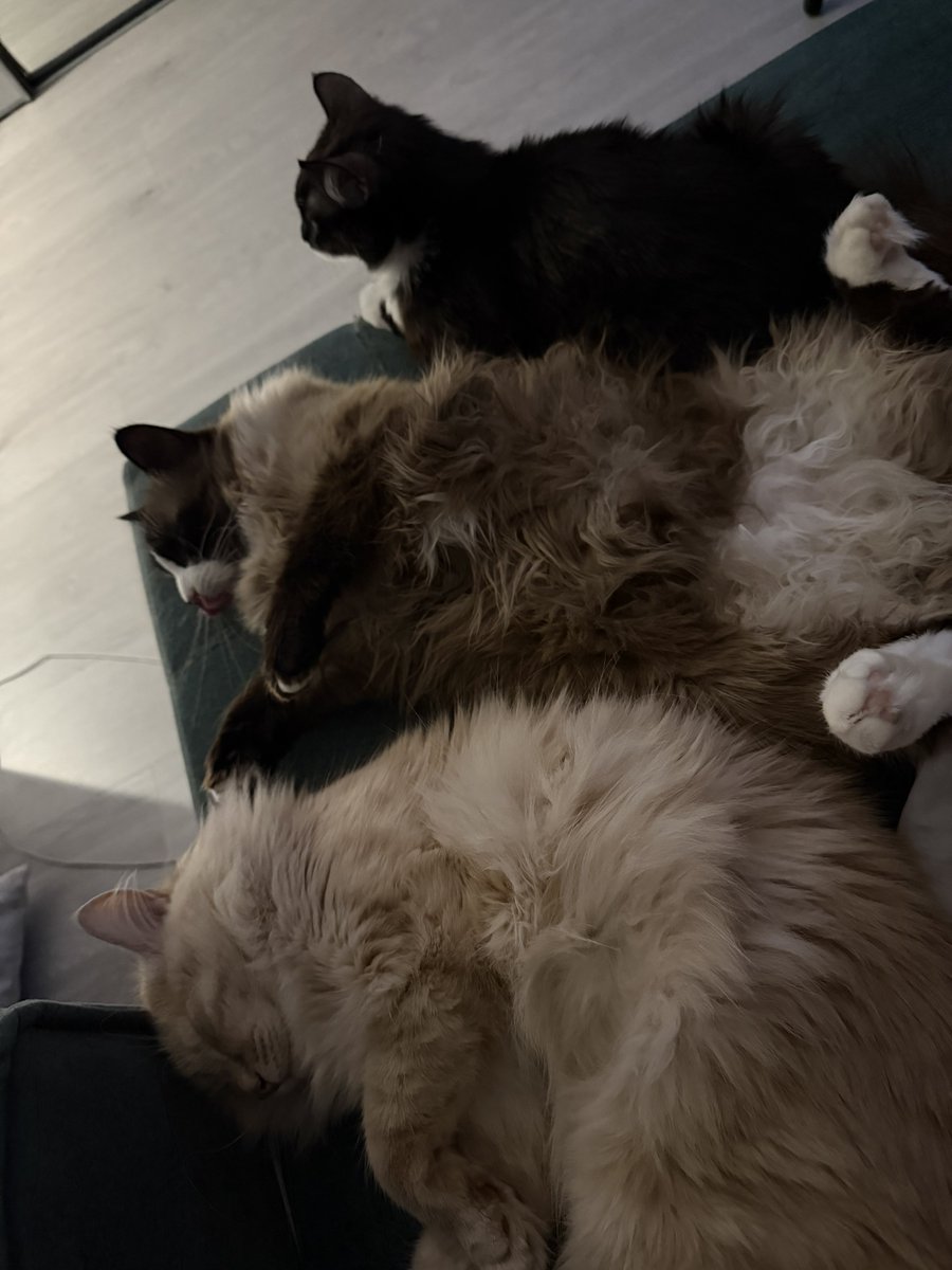 oh, it’s you tweet media