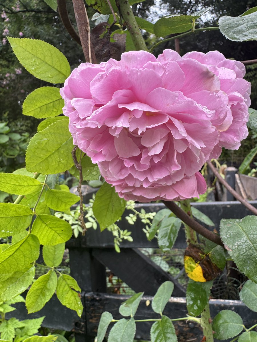 Vero 😎 tweet media