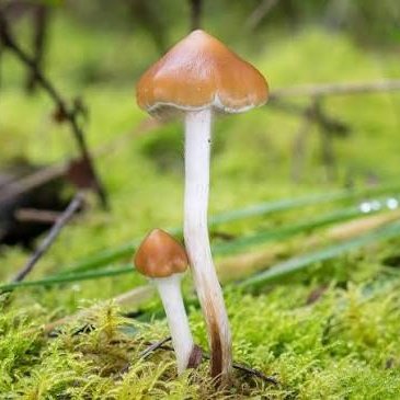 Kekius Maximus tweet media