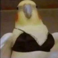 حمتو2و 🦂😎 tweet media