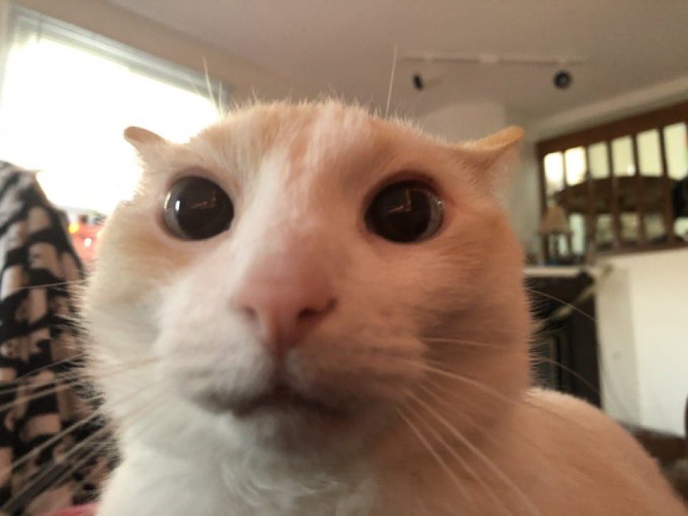 잠덩이 tweet media