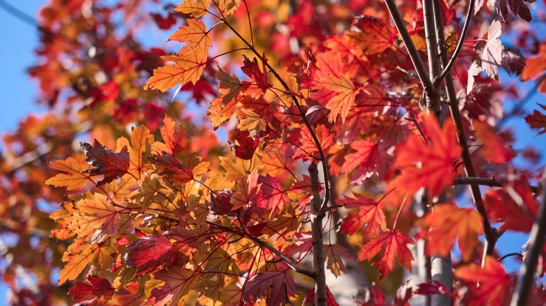 carl olsen tweet media