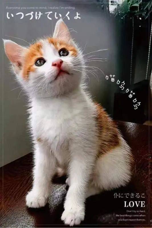 natalie corrigan tweet media