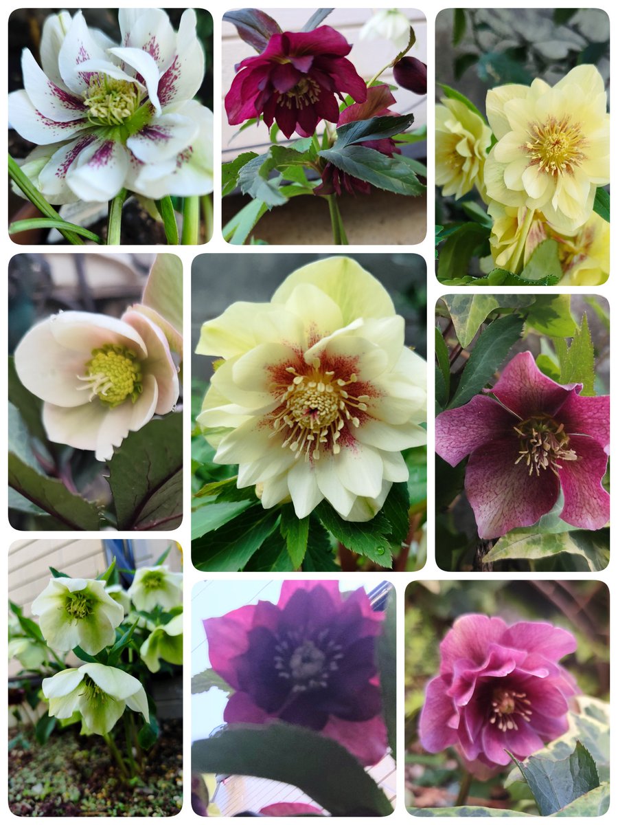 なおちゃん😊🦋 tweet media