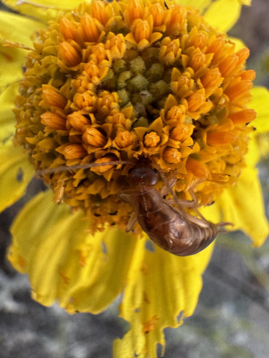 caiterpillar𓆑 tweet media