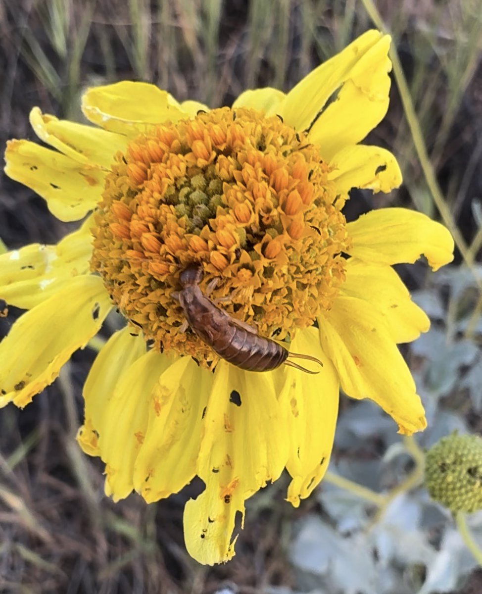 caiterpillar𓆑 tweet media