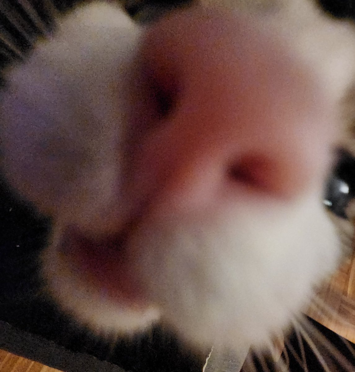 🐸 irene (screaming witch era) tweet media