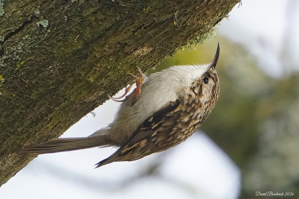 David Borderick tweet media