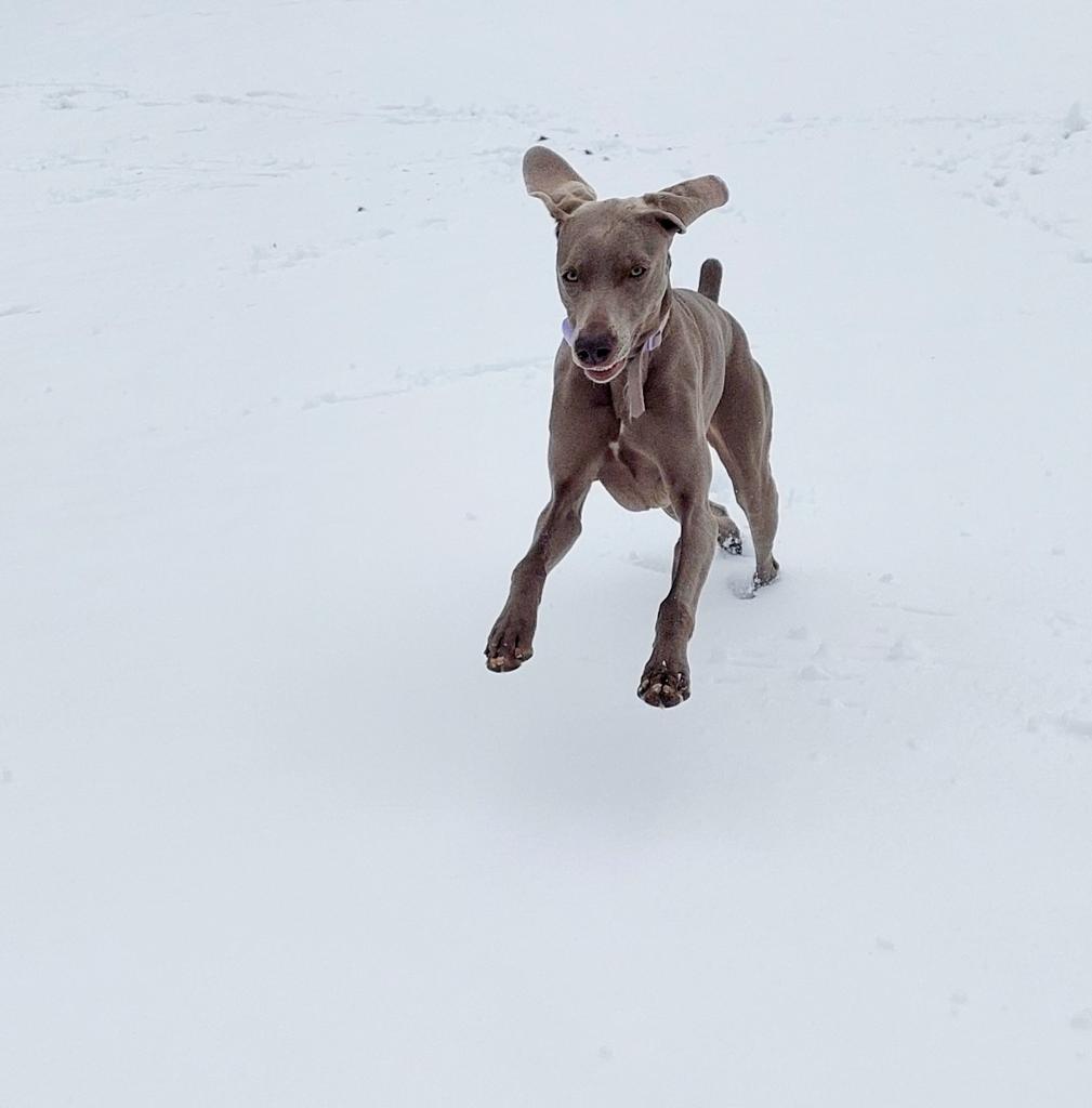 weimrnr's tweet photo. Happy Mellie
Placed her bet on Lovely Grey, and well, of course, she backs #GoGoGreys #weimaraner #Greytdogs #GreytHorses https://t.co/84qfCvD6qz
