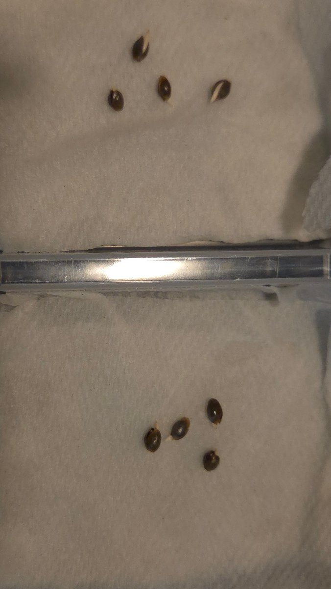 Elveedro🎖🔊🌴 tweet media