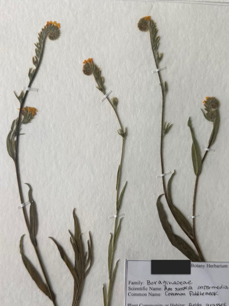 hannaH 🐦⬛✖️✖️ tweet media