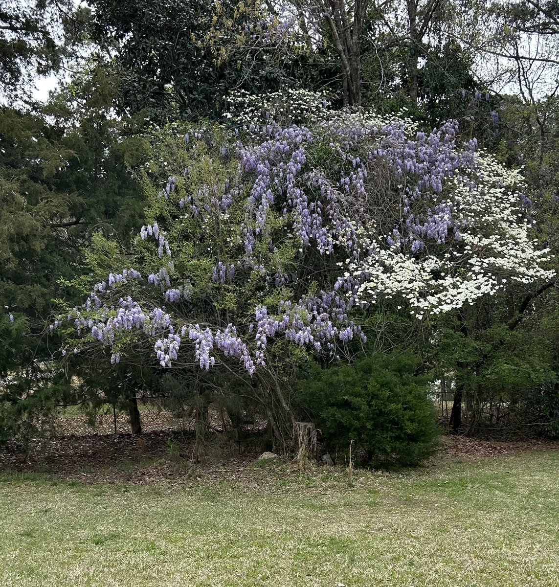 Reta Coffman tweet media