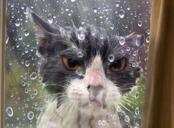 🇺🇸 UltraMAGA Hillbilly 🇺🇸 tweet media