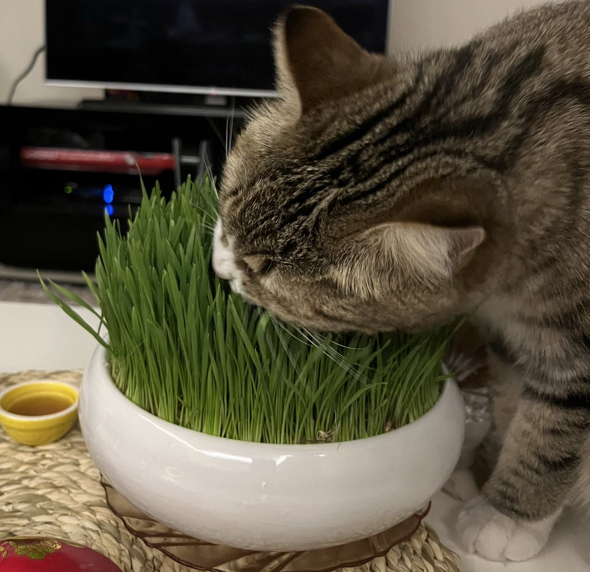 جادوگر بی‌جادو tweet media