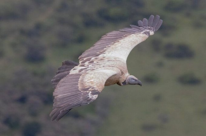 GIJN Africa tweet media